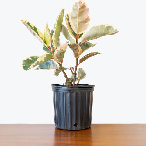 Ficus Elastica Tineke