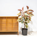 Rubber Plant Variegated XL
