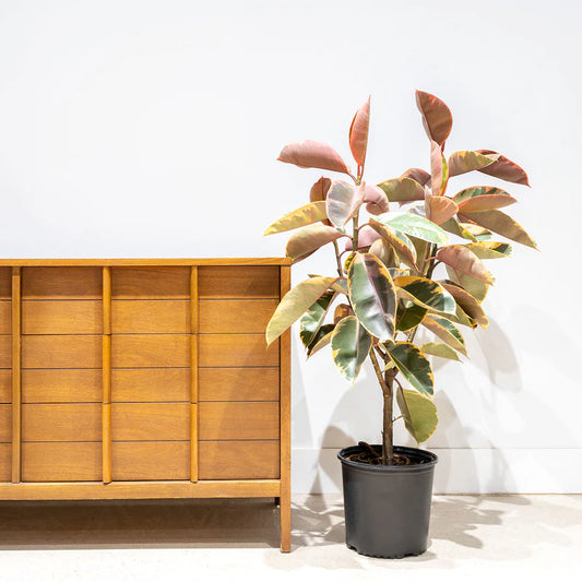 Rubber Plant Variegated XL
