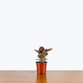 Rubber Plant Variegated
