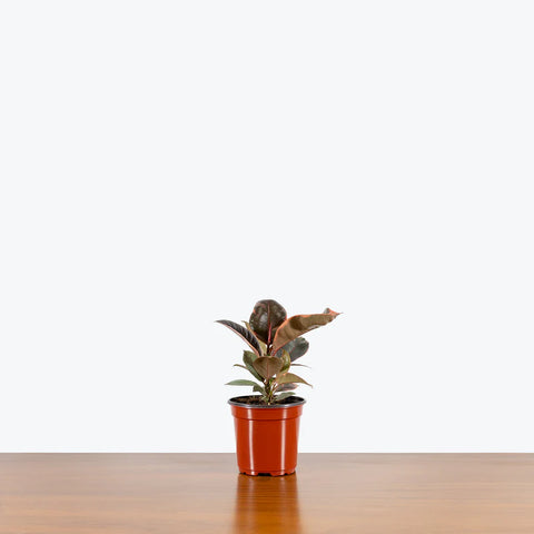 Rubber Plant Variegated