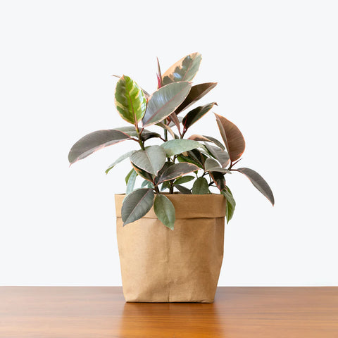 Rubber Plant Variegated