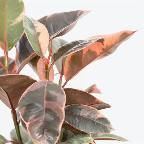 Rubber Plant Variegated