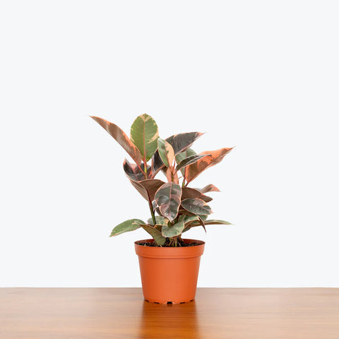 Rubber Plant Variegated