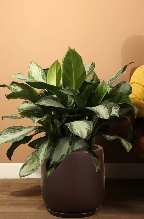 Aglaonema Commutatum - Silver Bay