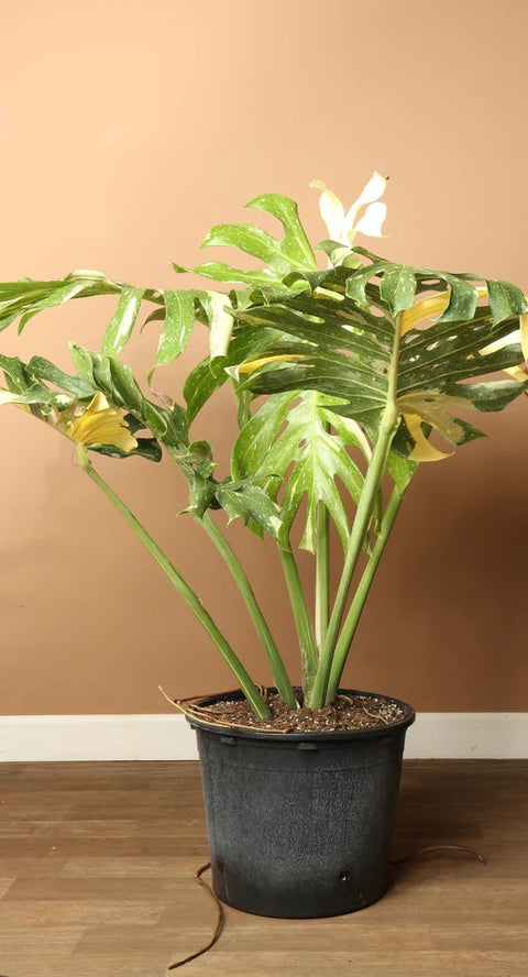 Monstera Deliciosa - Thai Constellation XL