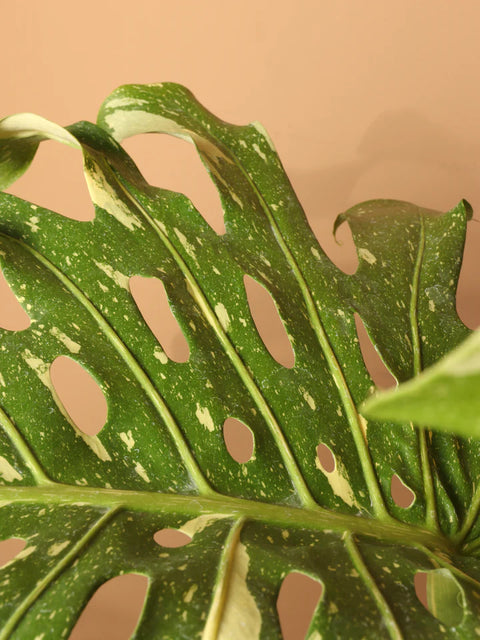 Monstera Deliciosa - Thai Constellation XL
