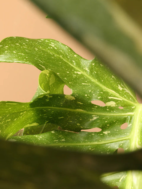 Monstera Deliciosa - Thai Constellation XL
