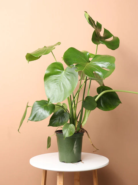 Monstera Deliciosa