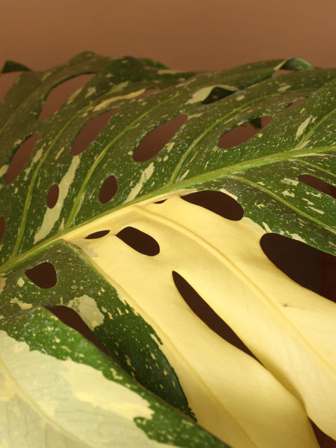 Monstera Deliciosa - Thai Constellation XL