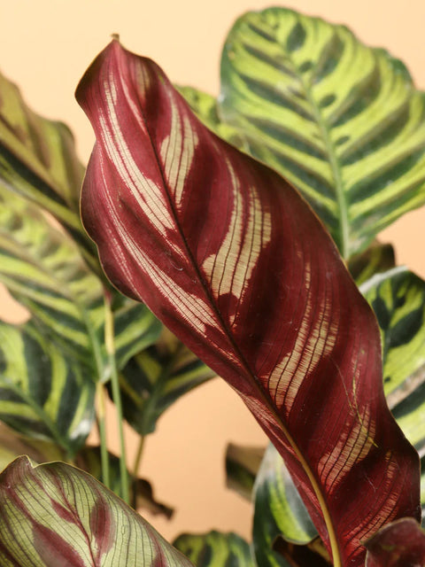 Calathea Makoyana