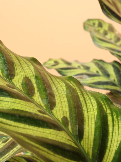 Calathea Makoyana