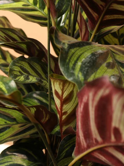 Calathea Makoyana