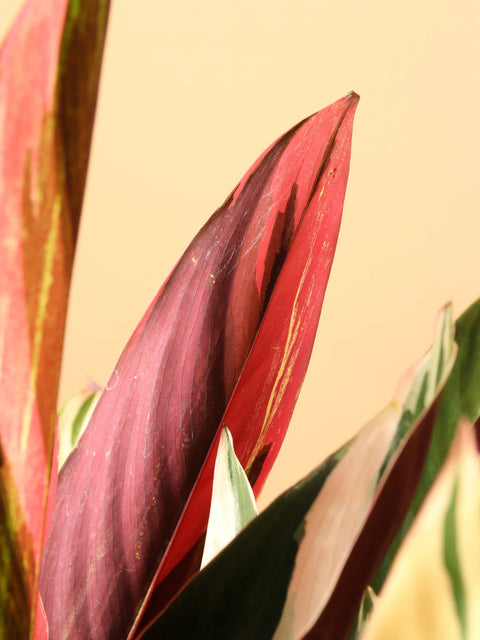 Stromanthe Triostar
