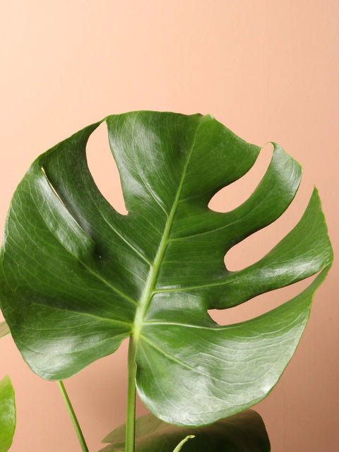Monstera Deliciosa