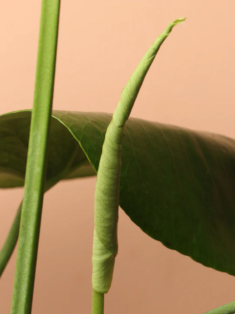 Monstera Deliciosa
