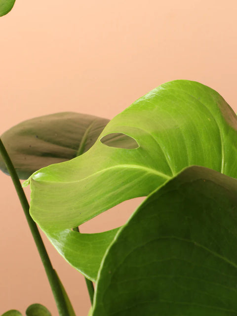 Monstera Deliciosa