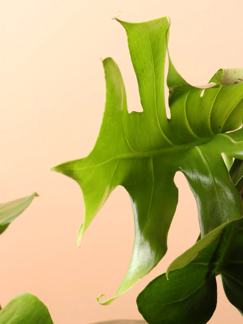 Monstera Deliciosa