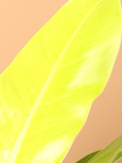 Philodendron Hederaceum 'Moonlight'