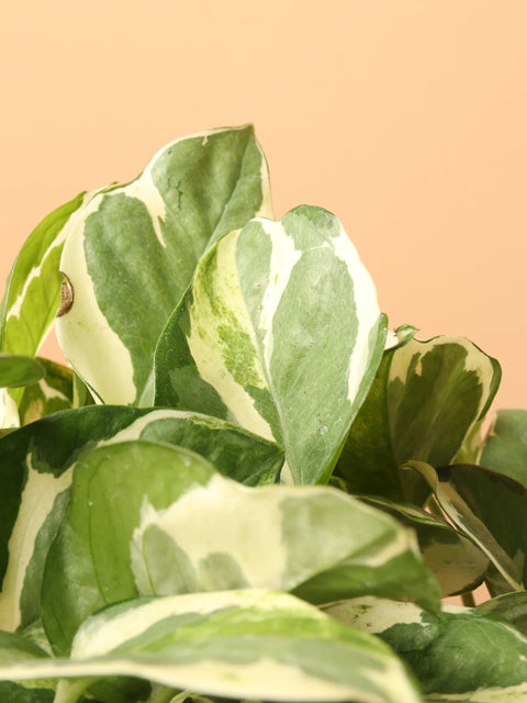 Epipremnum Aureum - Pearls and Jade Pothos
