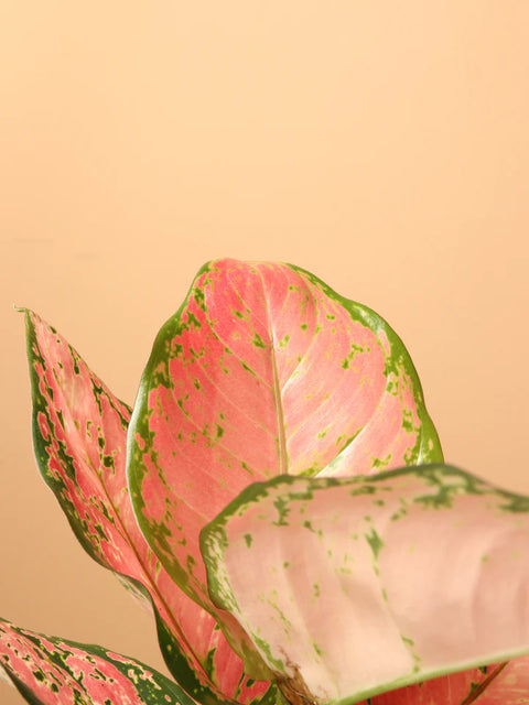 Aglaonema Pink Beauty