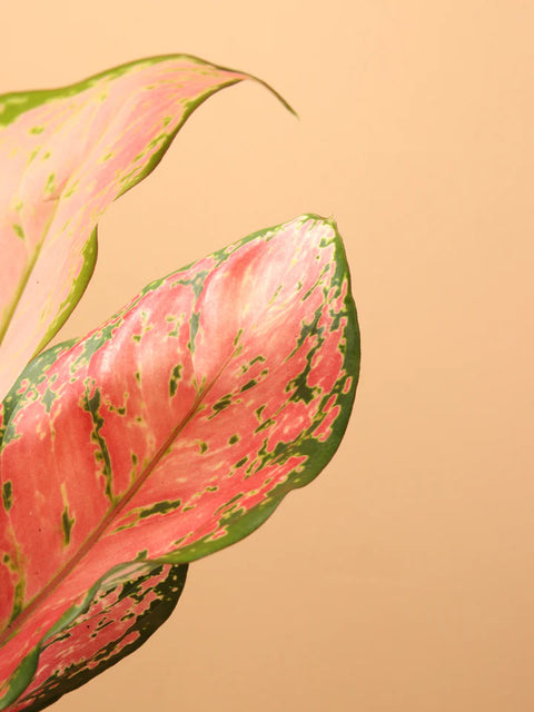 Aglaonema Pink Beauty