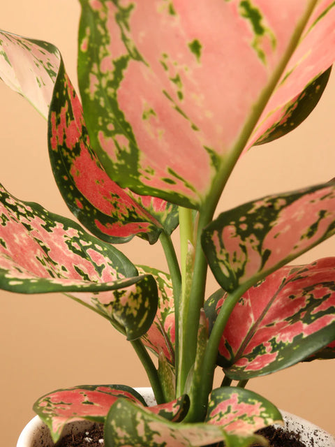 Aglaonema Pink Beauty