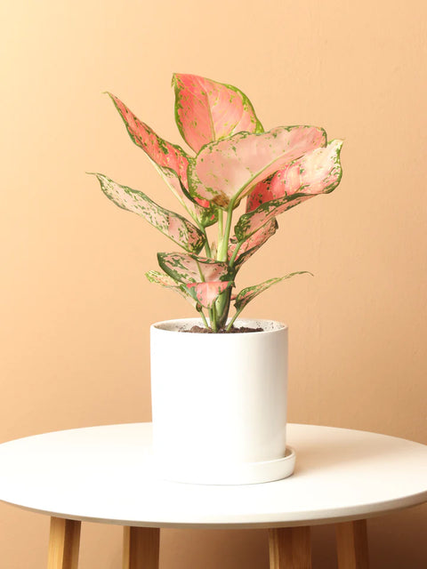 Aglaonema Pink Beauty