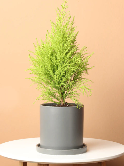 Lemon Cypress