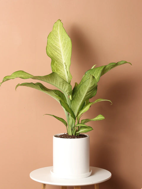 Dieffenbachia Camouflage