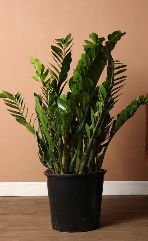 Zamioculcas Zamiifolia (ZZ Plant) XL
