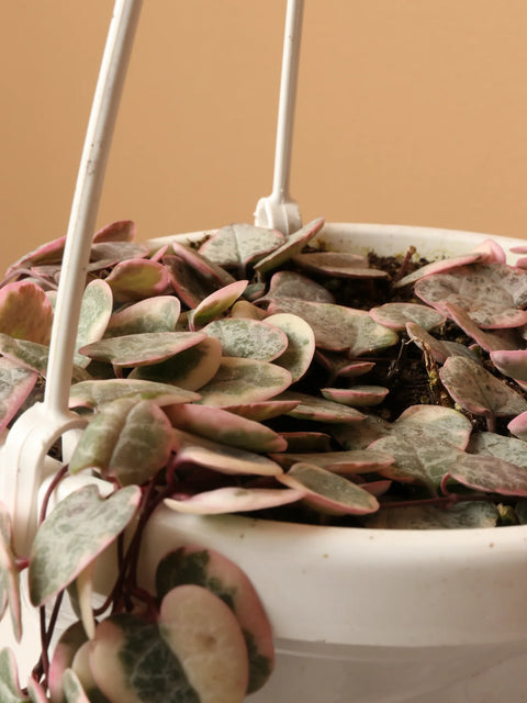 String of Hearts
