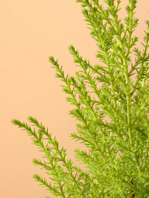 Lemon Cypress