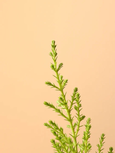 Lemon Cypress