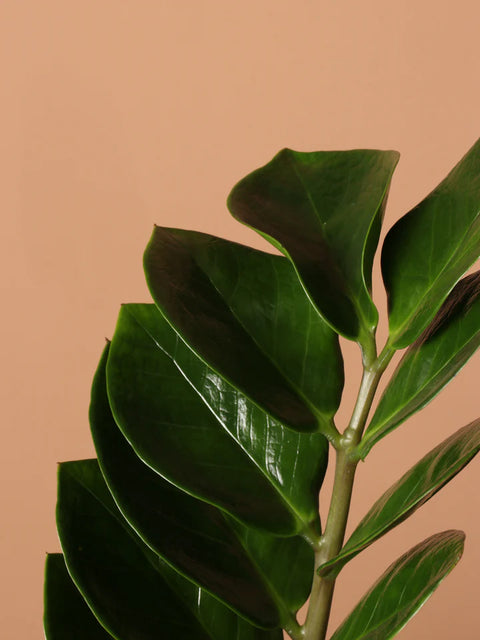Zamioculcas Zamiifolia (ZZ Plant) XL