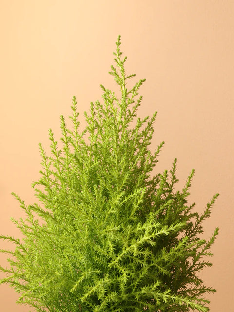 Lemon Cypress
