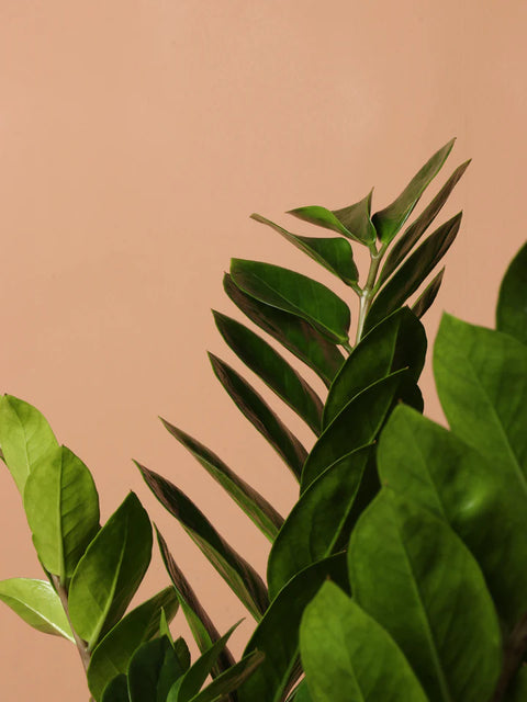 Zamioculcas Zamiifolia (ZZ Plant) XL