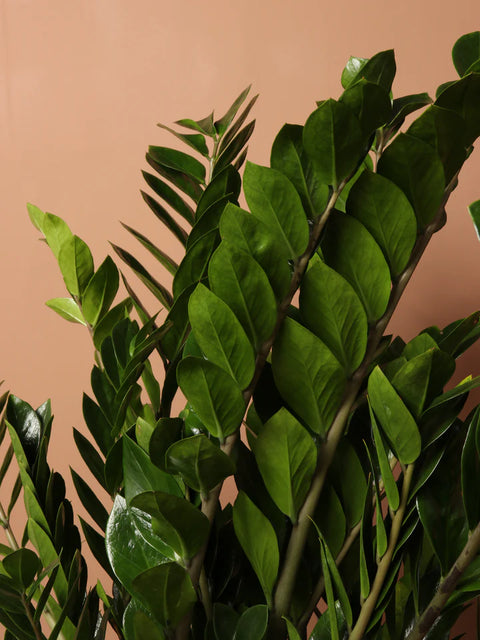 Zamioculcas Zamiifolia (ZZ Plant) XL