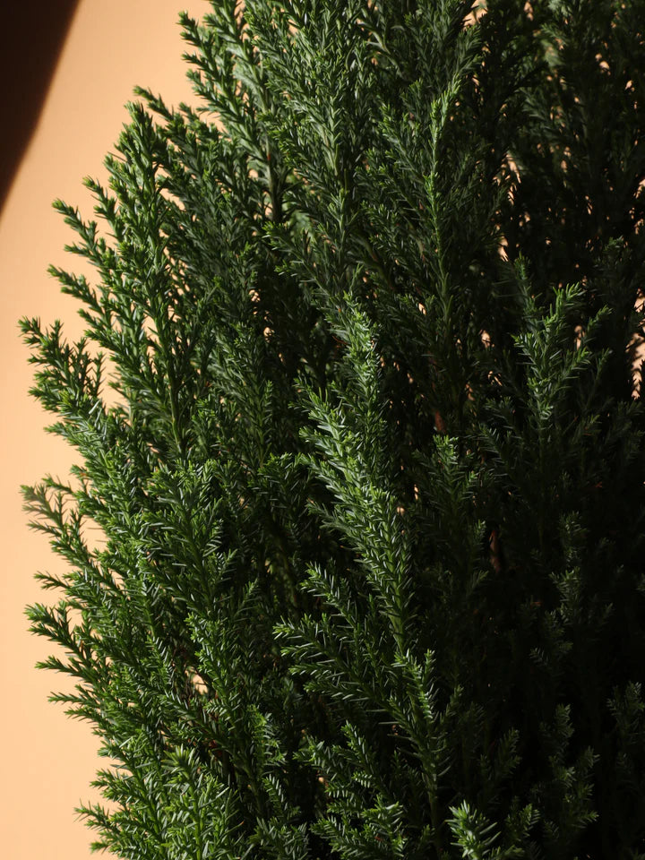 European Cypress
