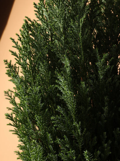 European Cypress