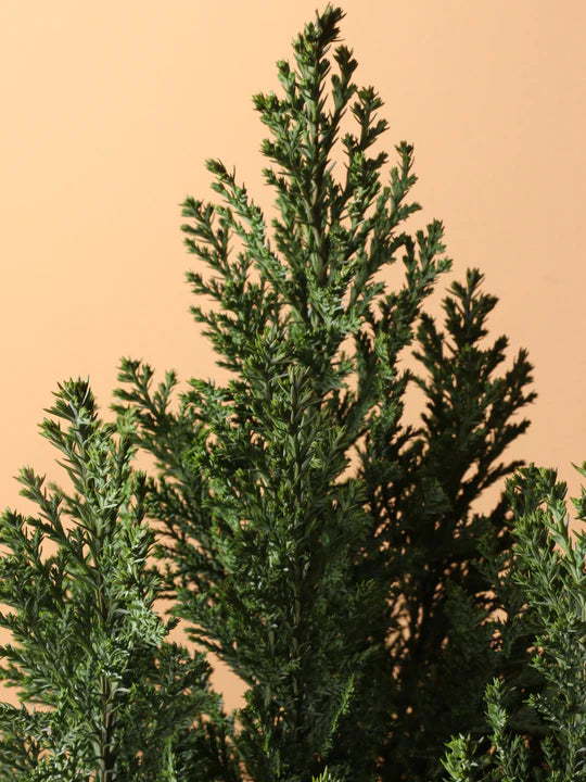 European Cypress