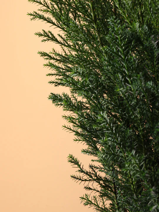 European Cypress