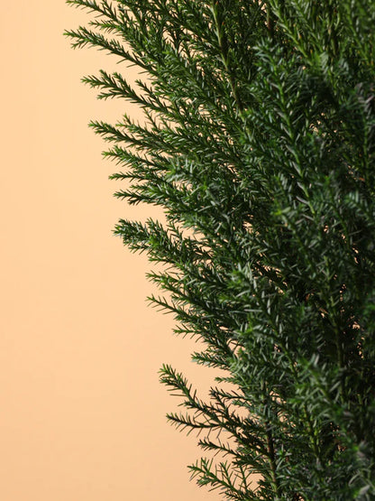European Cypress