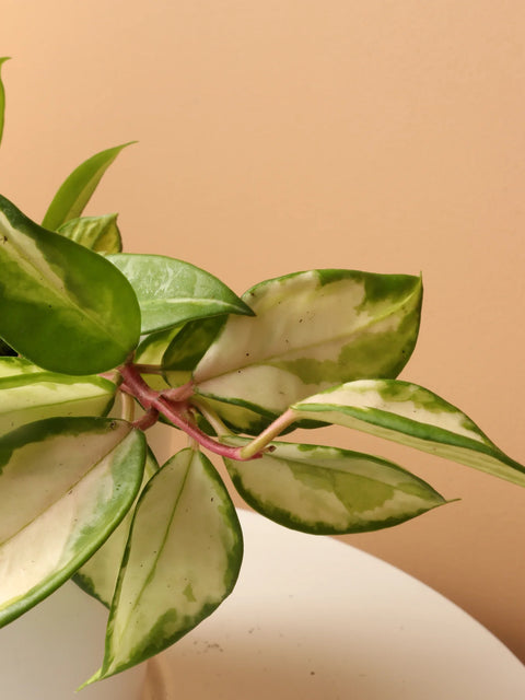 Hoya Carnosa Tricolour - Krimson Queen