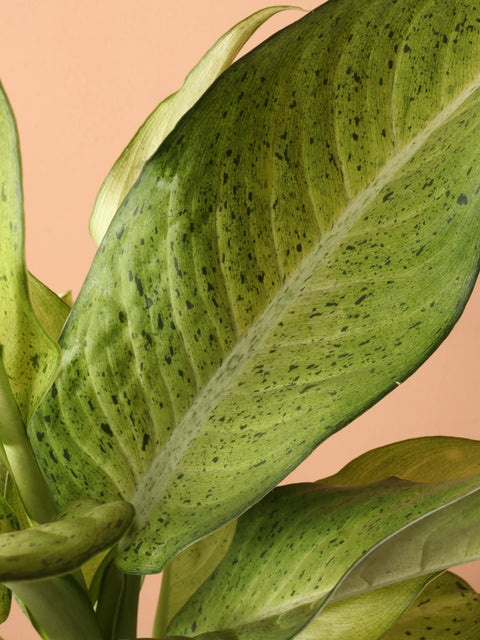 Dieffenbachia Camouflage