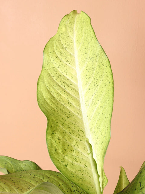 Dieffenbachia Camouflage