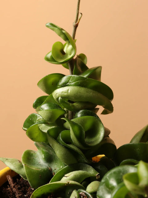 Hoya Carnosa Compacta - Hindu Rope