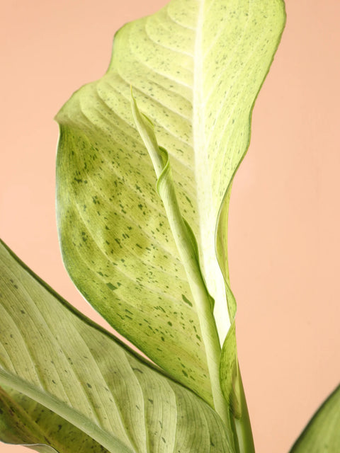 Dieffenbachia Camouflage