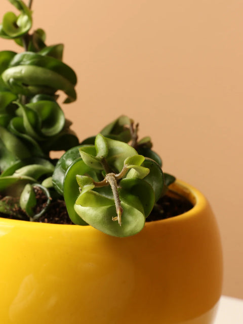 Hoya Carnosa Compacta - Hindu Rope