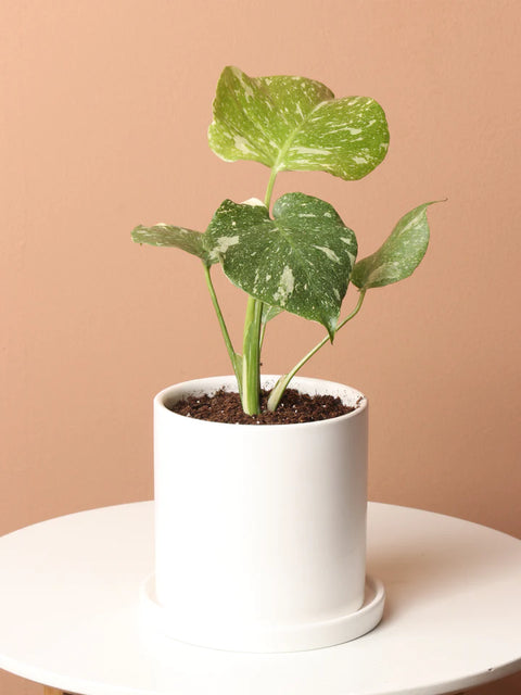Monstera Deliciosa - Thai Constellation